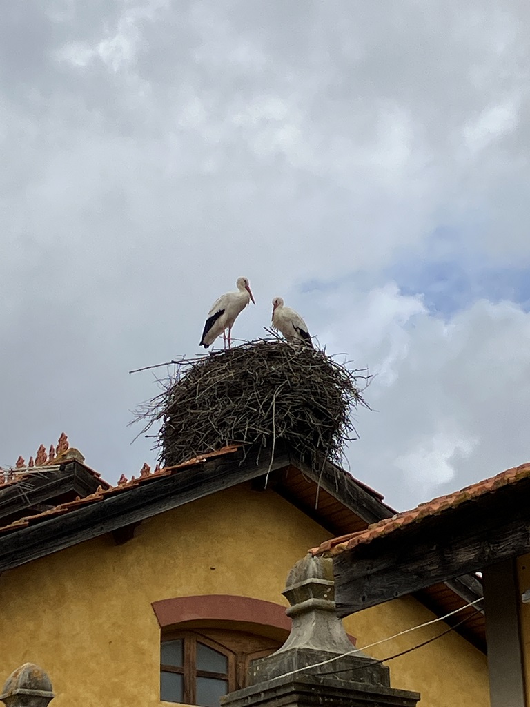 algarve_algarve_silves_cigognes