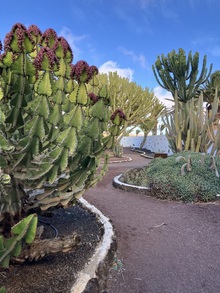 fuerteventura_jardincactus