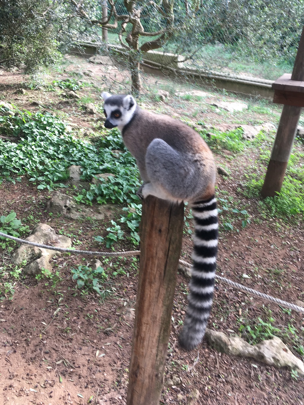 minorque_minorque_lloc_animaux