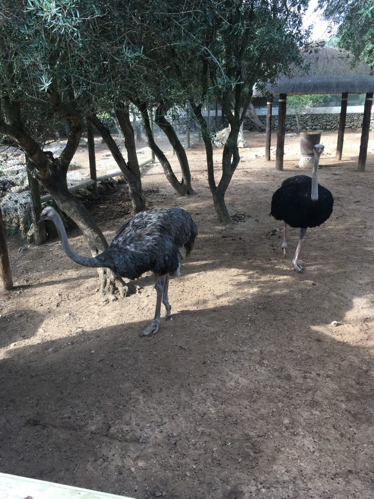 minorque_minorque_lloc_animaux2