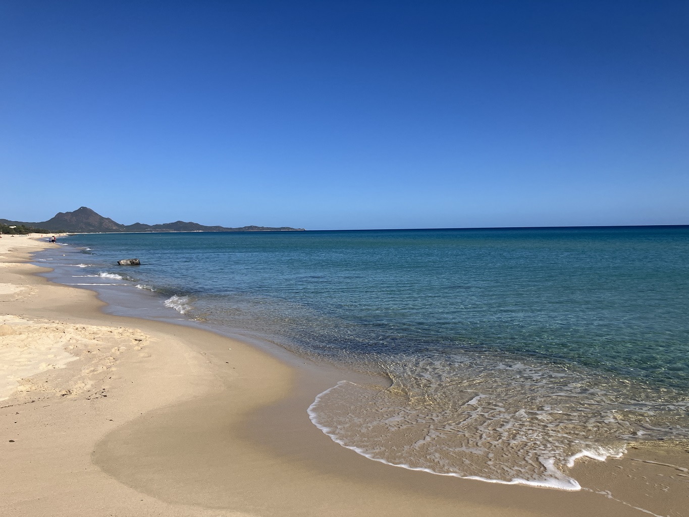 sardaigne_sardaigne_ginestre