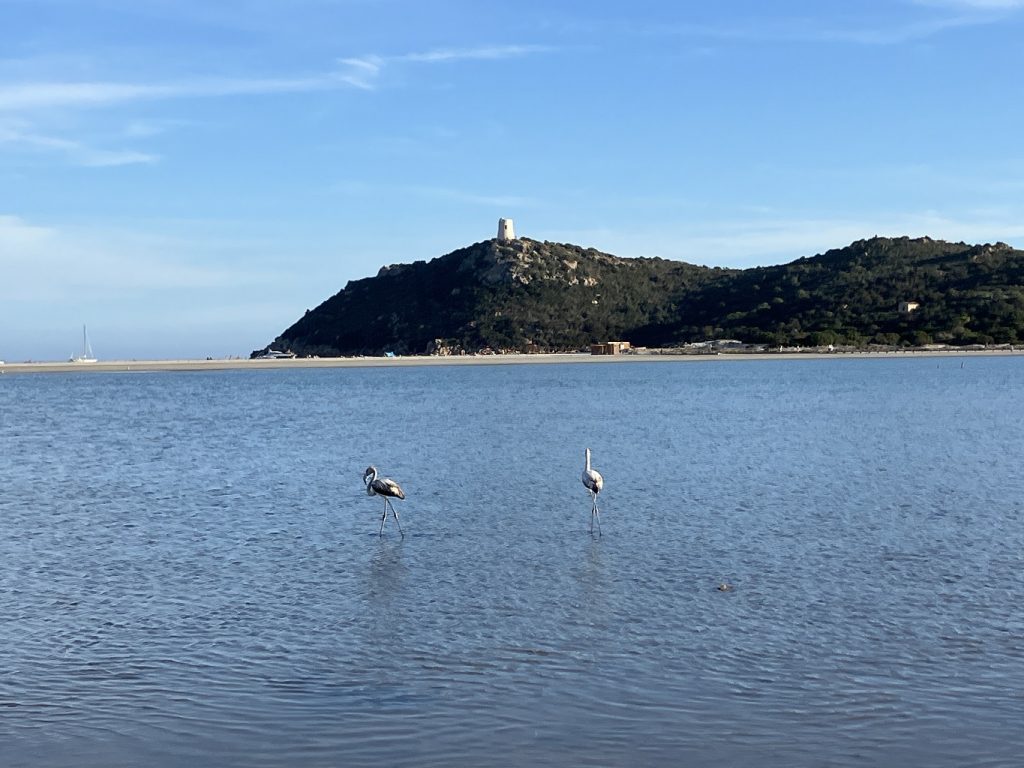 flamands roses etang notteri vue tour porto giunco