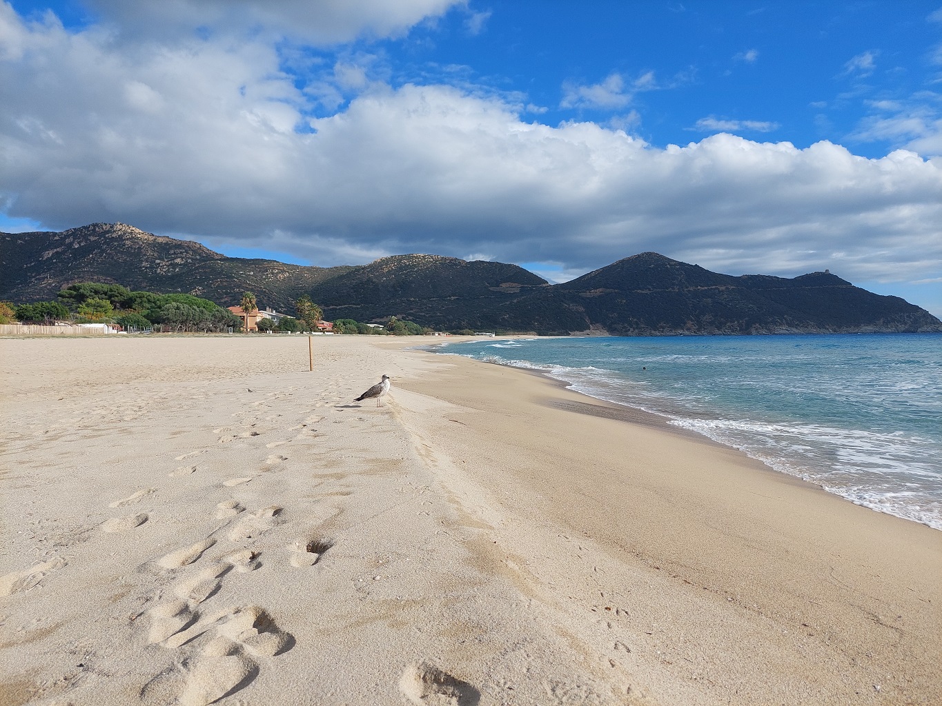 sardaigne_sardaigne_solanas_mouette