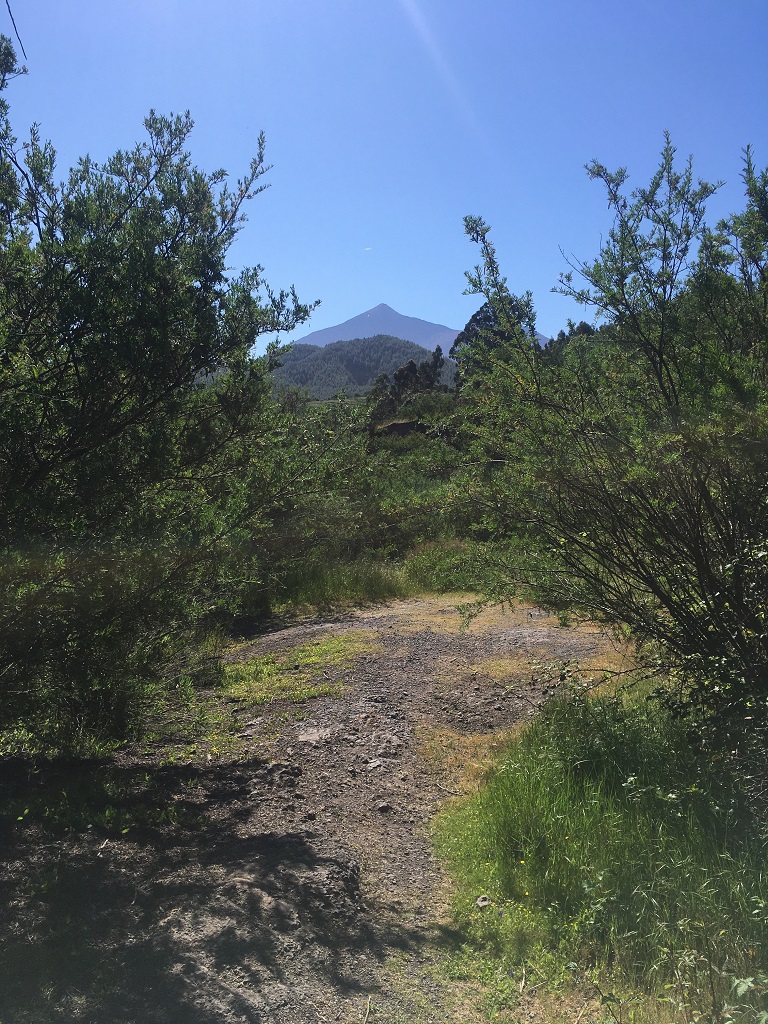 tenerife_tomaseche_4