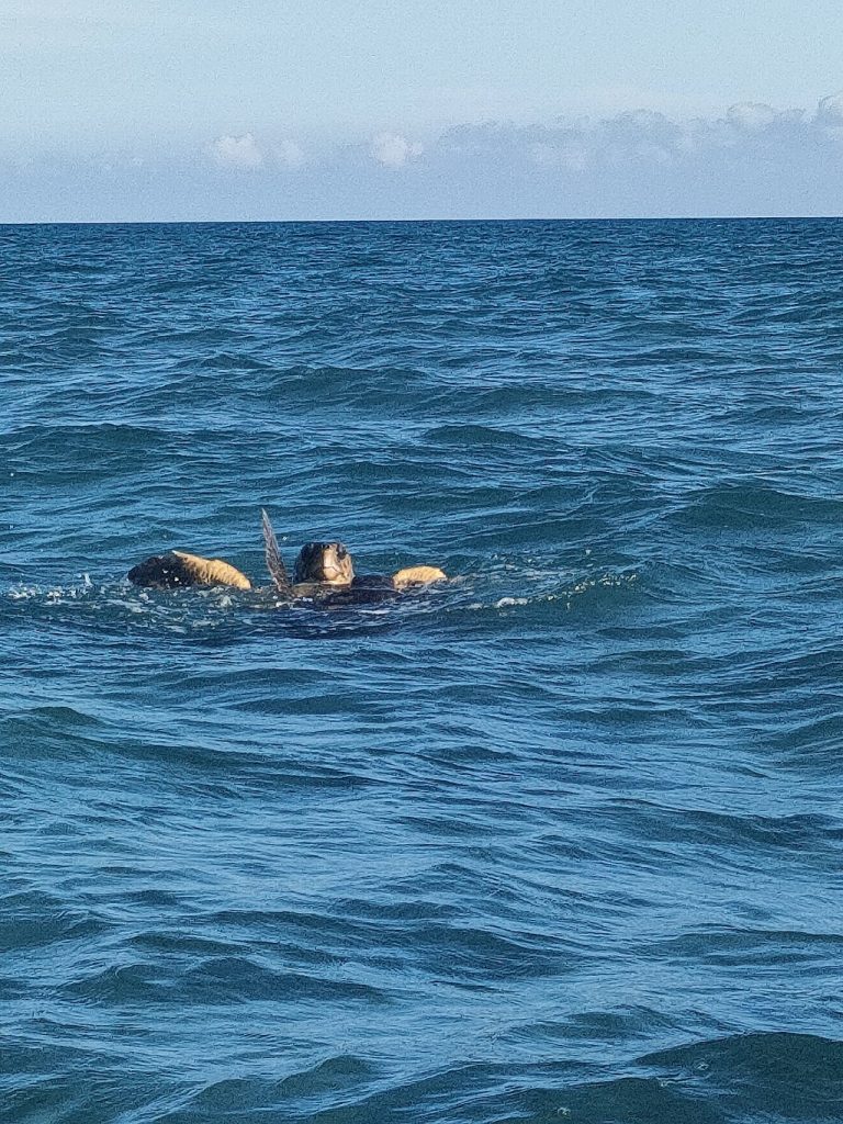 zakynthos_zakynthos_kalamaki_tortue