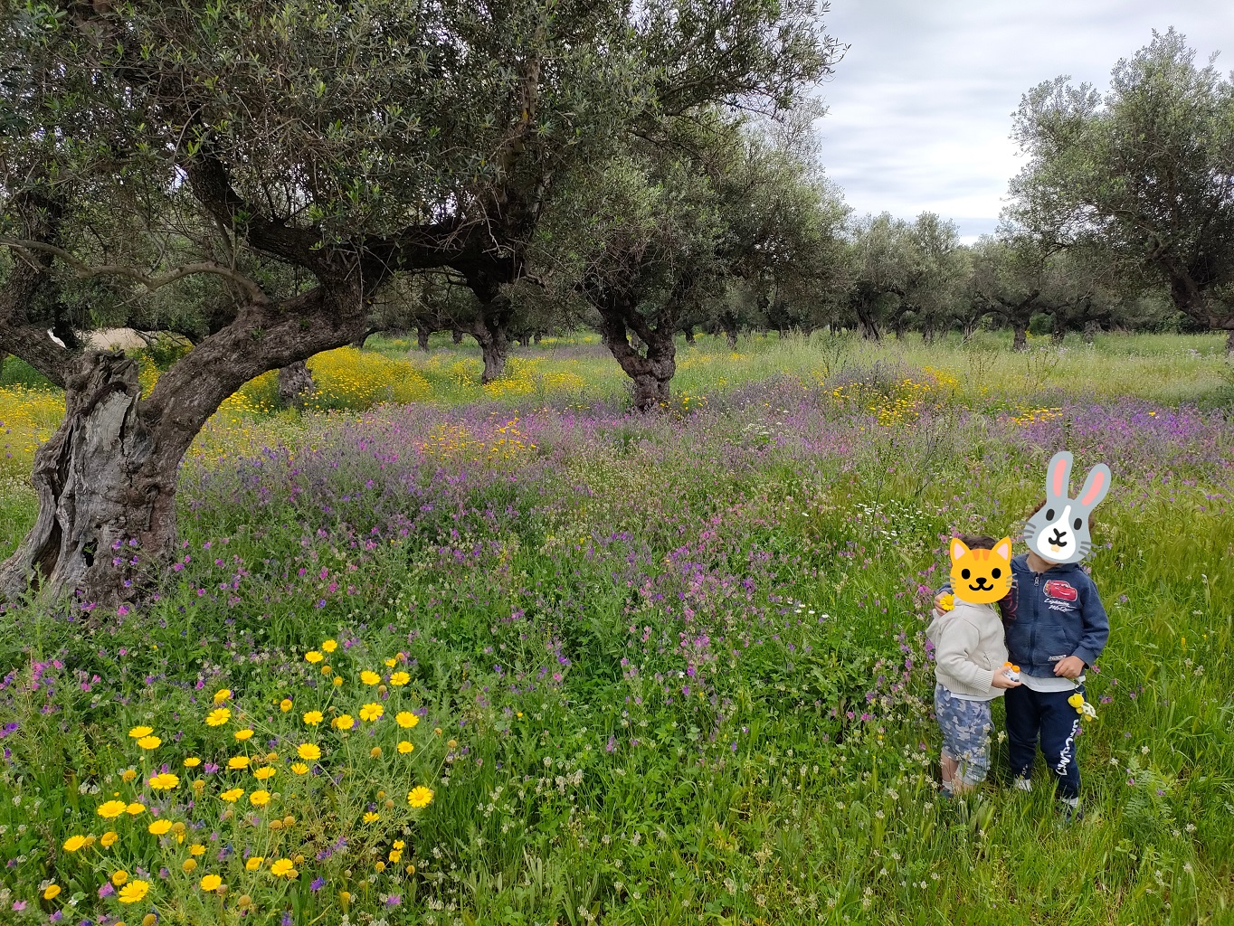 zakynthos_zakynthos_oliviers